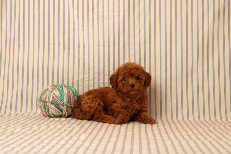 puppy, for, sale, Shi Poo, Matthew B. Stoltzfus, dog, breeder, Gap, PA, dog-breeder, puppy-for-sale, forsale, nearby, find, puppyfind, locator, puppylocator, aca